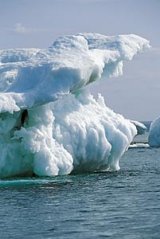 Treibeis in der Wager Bay: Der Polarbr kam spt abends - Ansgar Walk