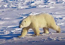 Polarbr: Land des Groen Bren - Ansgar Walk